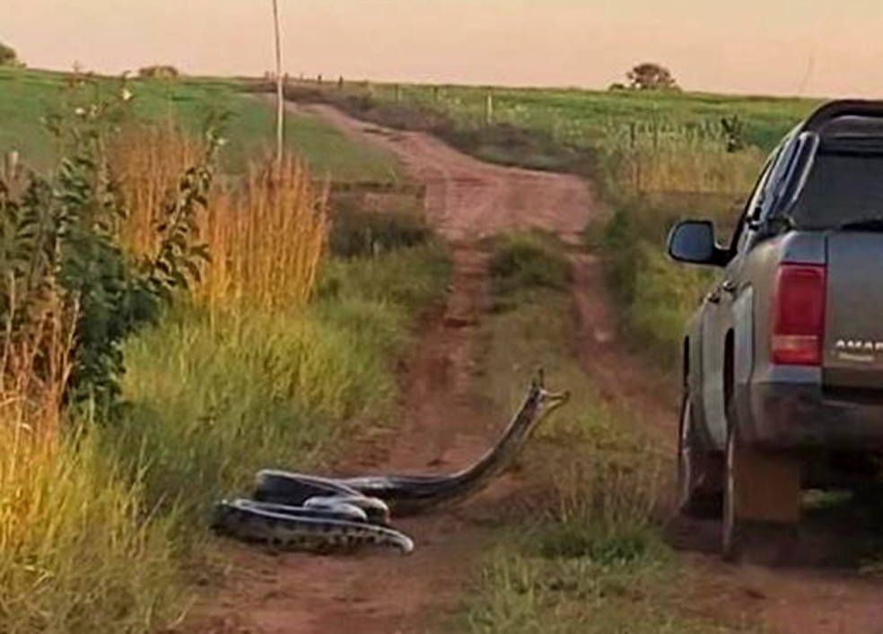 Cobra de 7 metros ataca caminhonete em Campo Grande (MS); vídeo flagra momento