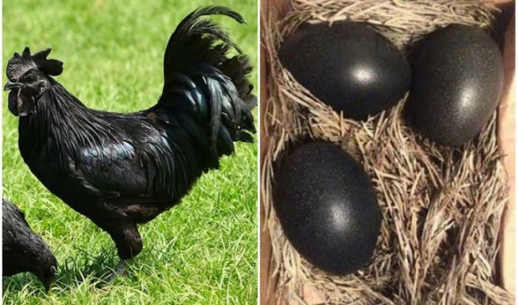 Galinha que tem penas, pele, carne e ovos pretos custa pequena fortuna