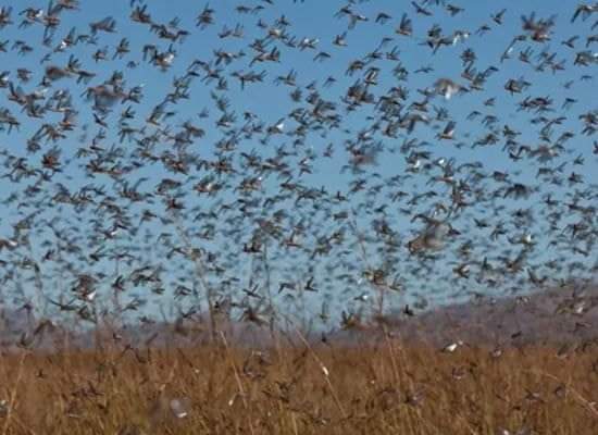 Nuvem de gafanhotos avança na Argentina e pode invadir o Brasil; Vídeo é impressionante