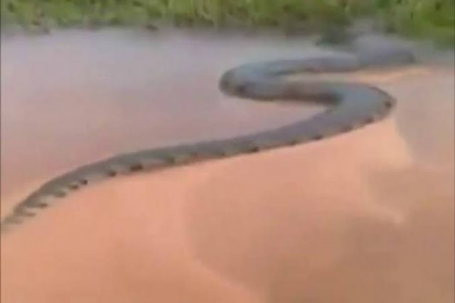 Sucuri gigante é avistada em rio do Mato Grosso do Sul; Vídeo