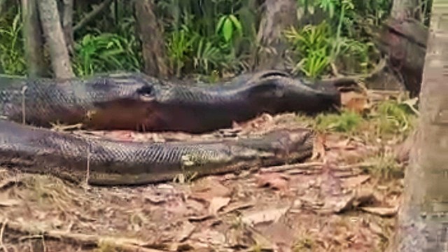 Vídeo surpreendente de sucuri gigante de 9 metros é gravado por pescador na Amazônia