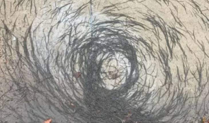 Após vespas gigantes, tornado de minhocas assusta e intriga comunidade científica