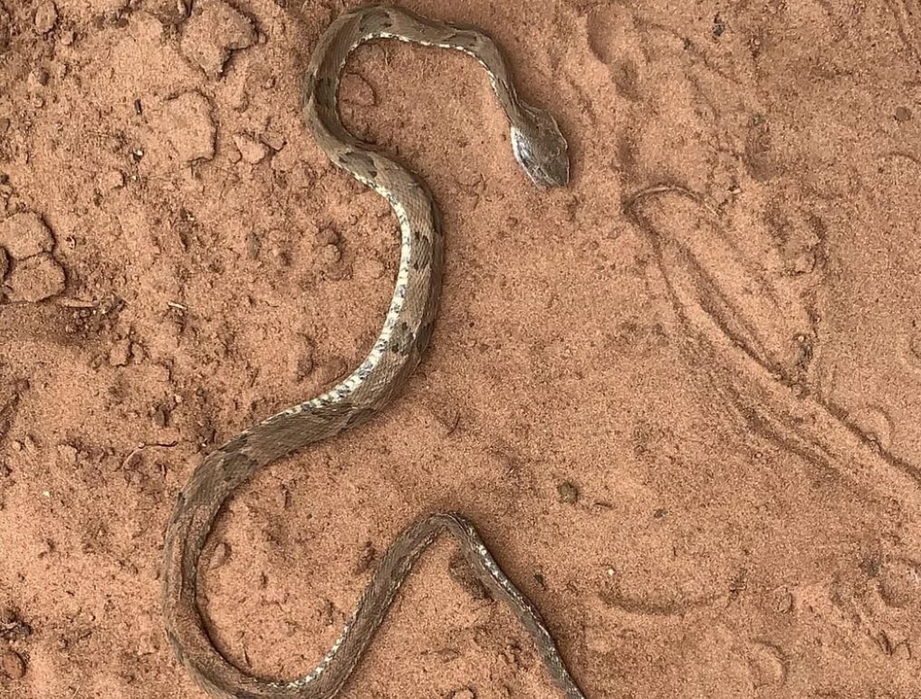 Caso chamou atenção: Em questão de minutos, homem leva mordida de cavalo e pisa em cobra venenosa em fazenda