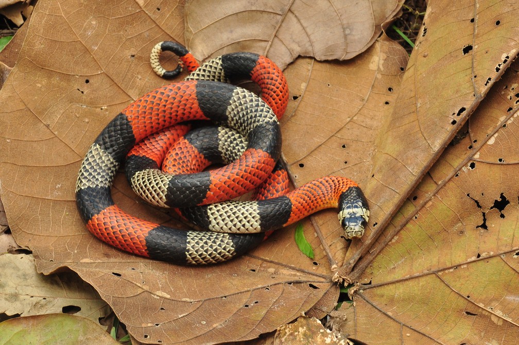 Criança de 6 anos é picada no sul por cobra mais venenosa do país