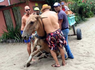 Maus-tratos: Cavalo cai e não levanta por não suportar peso de carroça