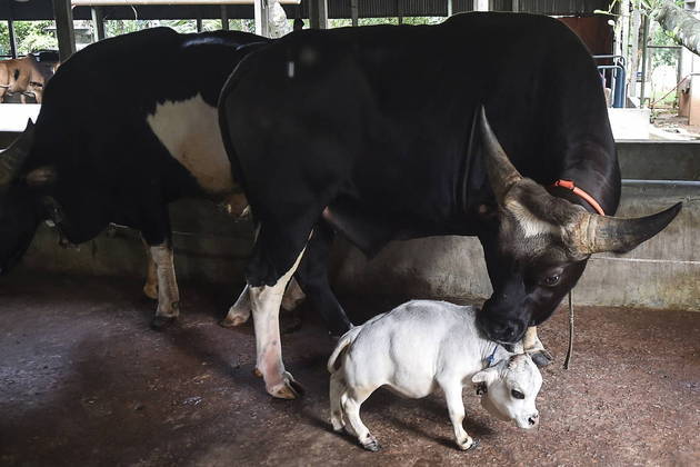 Milhares de pessoas se reúnem para ver vaca anã de 51 centímetros