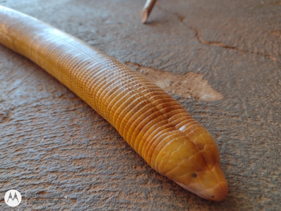 Moradora encontra cobra-cega de quase 1 metro em casa em Mato Grosso