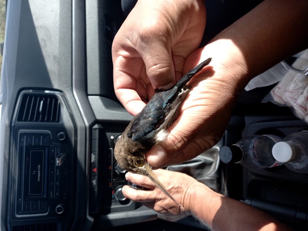 Motociclista tem garganta perfurada por pássaro e percorre 9 km com ave no pescoço até conseguir socorro em MT