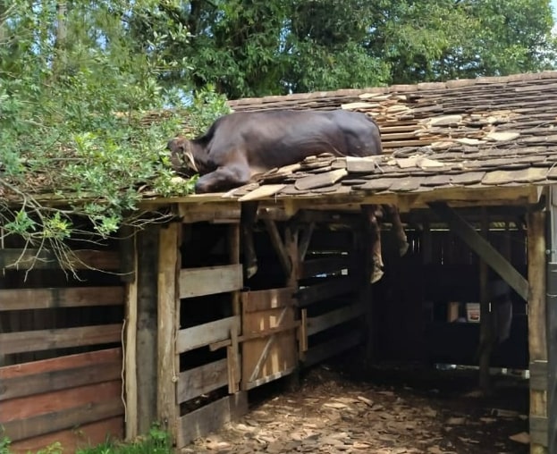 Vaca é sedada para ser retirada de telhado de casa