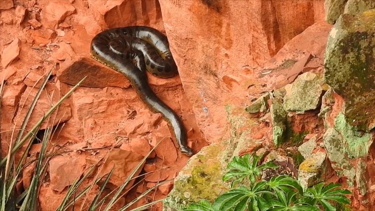 VIDEO - 'Guardiã de mundo perdido': a sucuri gigante que vive isolada em buraco milenar no MS
